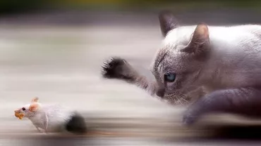 500.000 de pisici vs. 6 milioane de șobolani: Propunerea inedită a unui politician italian de a scăpa Roma de rozătoare (VIDEO)