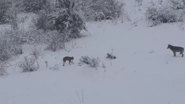 Imagini de colecție cu animale pe cale de dispariție, surprinse cu ajutorul unei camere de filmat (VIDEO)