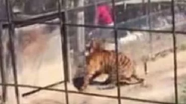O femeie a sărit în cușca unui tigru pentru a-și recupera pălăria: Momente de groază la o grădină zoologică din Canada (VIDEO)