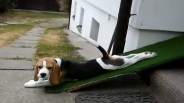 Un câine înţelege foarte bine prin ce are de trecut stăpânul său în fiecare zi de luni (VIDEO)