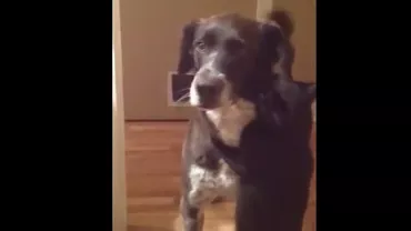 Prietenia dintre un câine și o pisică: Imagini emoționante (VIDEO)