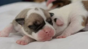 Record: O cățelușă din rasa Bulldog a dat naștere la 14 pui prin cezariană (VIDEO+FOTO)