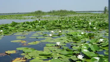 Delta Dunării ar putea fi extinsă cu aproape 1000 de hectare în cadrul unui proiect de aproximativ 3 milioane de euro (VIDEO)