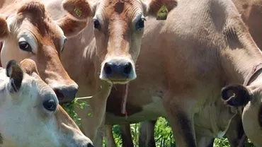 În Bulgaria au fost confirmate nouă cazuri de dermatoză nodulară contagioasă a bovinelor, boală la care România este expusă cu risc imediat
