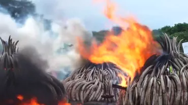 Președintele kenyan a dat foc la 105 tone de fildeș (VIDEO)