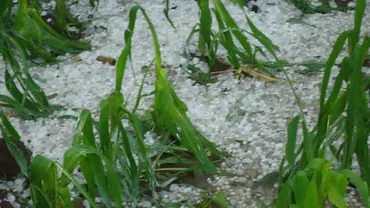 O ploaie torențială, însoțită de grindină a făcut prăpăd în județul Caraș Severin. Cele mai afectate au fost culturile agricole