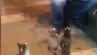 Un grup de pisicuțe melomane face furori în lumea virtuală: Felinele, publicul fidel al unui muzician din Malaezia (VIDEO)