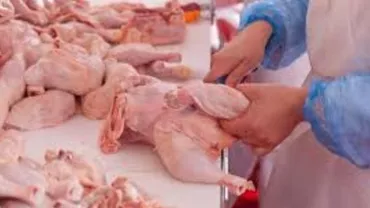 Alertă sanitară în Bihor: O tonă și jumătate de carne de pui infestată cu salmonella importată din Polonia, confiscată de autorități (VIDEO)