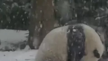 Cele mai drăgălașe imagini cu un urs panda. Reacția animăluțului care vede pentru prima oară zăpadă (VIDEO)
