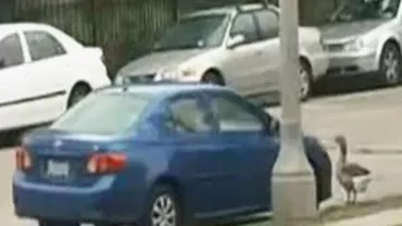 Moment bizar pe o stradă din Canada! Cine a atacat-o pe o femeie (VIDEO)