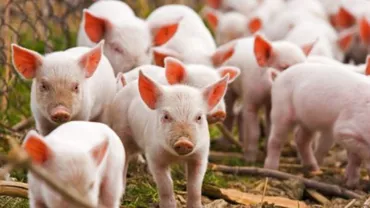 Focar de pestă porcină: ANSVSA a decis să închidă târgurile (VIDEO)