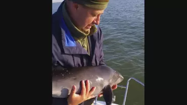 Un pui de delfin a fost salvat din plasele de pescuit de cei din cadrul Serviciului de Poliție “Delta Dunării” (VIDEO)