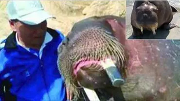 Un bărbat, ucis de morsa cu care voia să își facă un selfie. Familia victimei a primit despăgubiri de 123.000 de euro (FOTO)