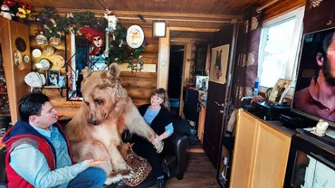 Un urs este crescut de o familie din Rusia de mai bine de 20 de ani (FOTO, VIDEO)