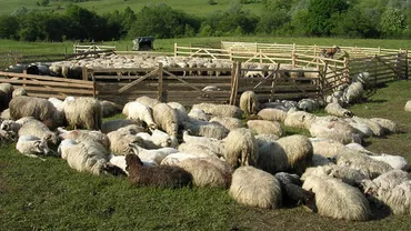Un copil de 12 ani, trimis de părinţii să păzească oi, scalpat cu cuţitul de ciobanul la care lucra
