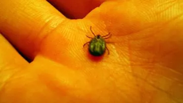 Peste 200 de persoane, mușcate de căpușe. Un pacient a fost diagnosticat cu boala Lyme