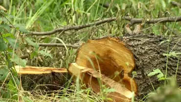 Defrișări ilegale în centrul Capitalei, la doi pași de Palatul Cotroceni