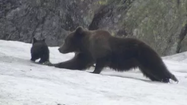 Imaginile care i-au cucerit pe internauți: O ursoaică, surprinsă în timp ce se juca împreună cu puii ei pe Vârful Negoiu (VIDEO)