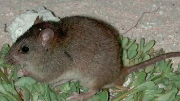 Schimbările climatice fac prima victimă: O specie de mamifere a dispărut