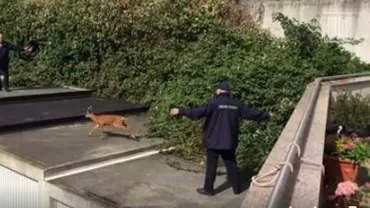 Un pui de căprioară năstrușnic. Câte ore le-au fost necesare autorităților să prindă acest animăluț (VIDEO)