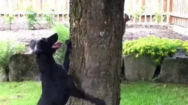 Imaginile zilei: Un patruped și o veveriță, cei mai buni prieteni de joacă (VIDEO)