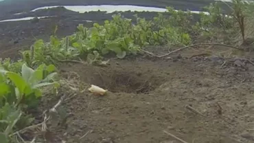 Călătorie cu surprize în tundra din Rusia (VIDEO)