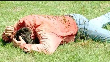 Înțepăturile albinelor i-au pus viața în pericol: Un ieșean a intrat în stop cardio-respirator