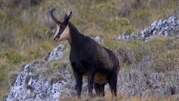 Revoltător! Capră neagră ucisă în Munții Rodnei, sub ochii turiștilor (FOTO)