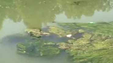 Dezastru ecologic pe Dâmbovița: Mii de pești morți plutesc în albia râului (VIDEO)