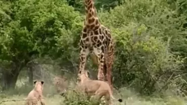 Legea junglei: O girafă, filmată în timp ce este atacată de câteva leoaice (VIDEO)