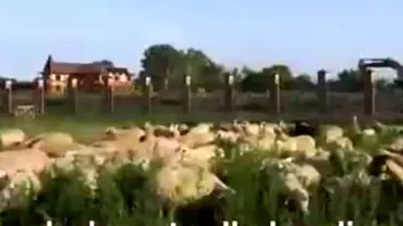 Situație inedită la o fermă din Caucazul rusesc: Oile au drept paznic o... leoaică (VIDEO)
