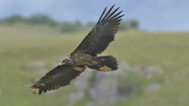 După 83 de ani, un zăgan survolează din nou România!