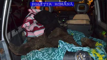 Brașov: Prinși cu ursul carpatin în portbagaj