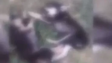 Scene șocante într-o comună din județul Hunedoara: Doi căței au fost uciși cu cruzime chiar în fața unor copii care se jucau cu puii. Martor: Am suferit un șoc emoțional (VIDEO)