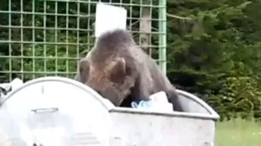 Un urs a ajuns la doar câțiva metri de turiștii veniți cu rulotele pe Valea Cerbului: Animalul sălbatic a coborât din pădure pentru a căuta mâncare prin tomberoane (VIDEO)