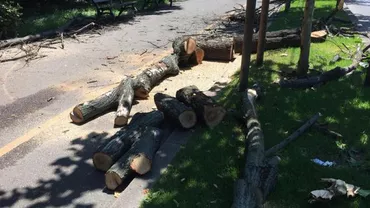 Război între activiştii de mediu şi reprezentanţii Primăriei Capitalei, după tăierile masive de copaci din București (VIDEO)