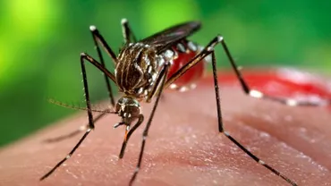 Virusul Zika, în România: Recomandări de la Ministerul Sănătății pentru persoanele care călătoresc sau locuiesc în zone cu transmitere activă a virusului