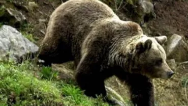 Sinaia: Un tânăr a ajuns de urgenţă la spital, după ce a fost atacat de un urs