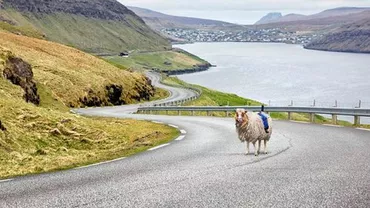 Oile din Insulele Feroe nu produc doar lapte: Localnicii le folosesc pentru a capta imagini pentru "Google Street View"