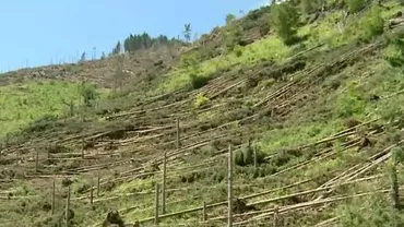 DEZASTRU la Suceava: O tornadă a pus la pământ 500.000 de arbori, de pe 600 de hectare de pădure. Colectarea copacilor ar putea dura trei ani (VIDEO)