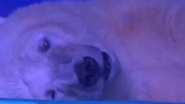 "Cel mai trist urs din lume": O petiție pentru salvarea animalului a strâns peste 270.000 de semnături (VIDEO)