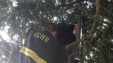 Isteria Pokemon Go: Pompierii nu mai salvează pisici rămase în copaci, ci oameni care îl caută pe Pikachu (VIDEO)