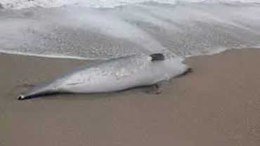 Situație alarmantă în Bulgaria! Peste o sută de delfini au eșuat pe plajă
