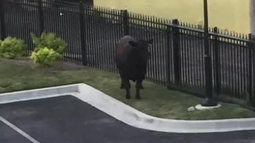 Panică în orașul american Baltimore! Doi tauri care au scăpat de la un abator au dat năvală într-un complex de apartamente (VIDEO)