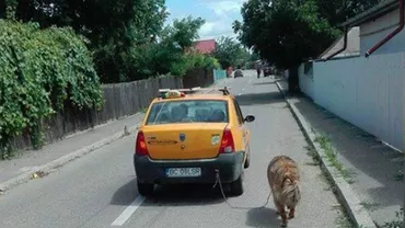 Scenă revoltătoare în Bacău: Un câine a fost legat de mașină și plimbat prin oraș (FOTO)