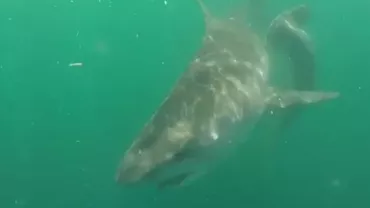 Imagini spectaculoase din apele mării! O luptă dintre un rechin ciocan și un rechin tigru, surprinsă în largul coastelor din Louisiana (VIDEO)