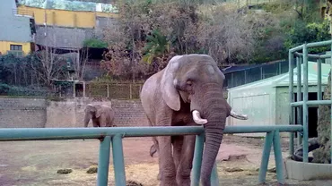 Tragedie la o grădină zoologică din Maroc. O fetiță a fost omorâtă de un elefant (VIDEO)