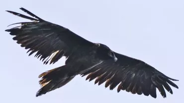 Zăganul Adonis, fotografiat în premieră în timp ce survolează zone din România (FOTO)