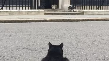 Război între felinele din Guvernul britanic! Motanul instituţiei conduse de Boris Johnson a rămas fără o bucată de blană (FOTO)