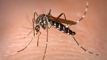Situație de criză la Pentagon. Zeci de militari americani, infectați cu virusul Zika